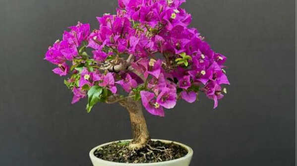 Bougainvillea
