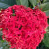 Ixora