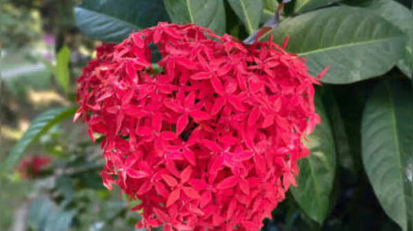 Ixora