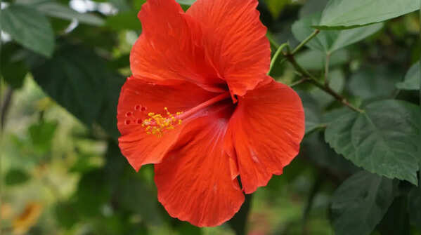 Hibiscus