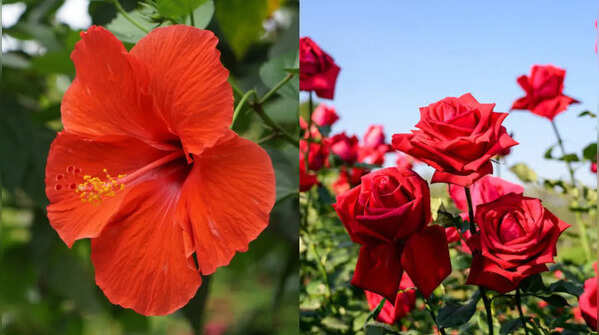 Prune these 10 plants in June for more blooms, healthier growth, and a lush garden throughout the monsoon season
