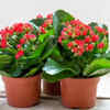 Kalanchoe – Amazing self-propagating wonder of nature