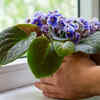 African Violet – Colourful plant, small leaves, lots of blooms