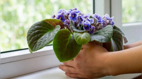 African Violet – Colourful plant, small leaves, lots of blooms