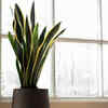 Snake Plant – Hardworking and stylish, as well as easily reproduced