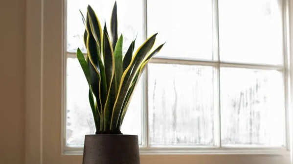 Snake Plant – Hardworking and stylish, as well as easily reproduced