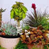 Article image for: 6 amazing plants that can grow from a single leaf