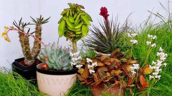 6 amazing plants that can grow from a single leaf