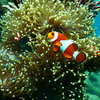 Home to thousands rare species