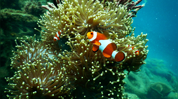 Home to thousands rare species