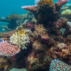 It’s actually thousands of reefs, not just one