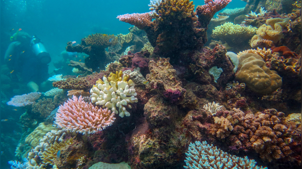 It’s actually thousands of reefs, not just one