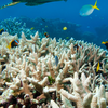 The biggest coral reef system on Earth