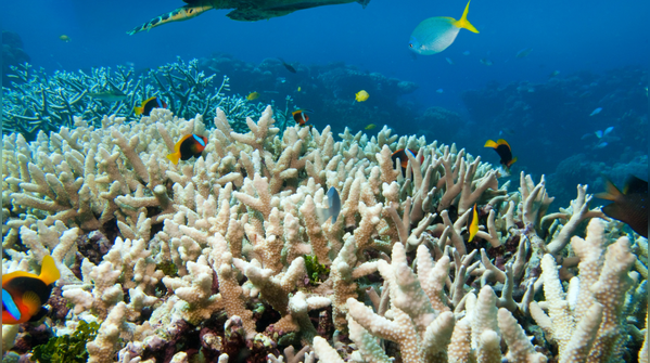 The biggest coral reef system on Earth