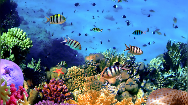 World Reef Awareness Day: 10 unique facts about the Great Barrier Reef every traveller should know
