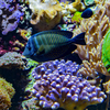 A quarter of all marine species rely on reefs