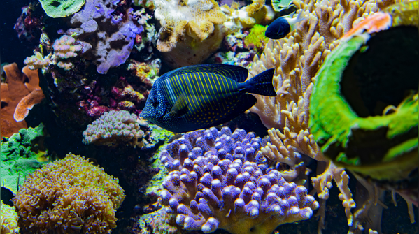 A quarter of all marine species rely on reefs