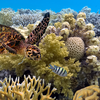 Coral is actually just a small piece of the puzzle