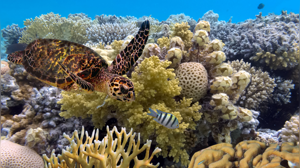 Coral is actually just a small piece of the puzzle