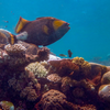 Corals are animals, not plants