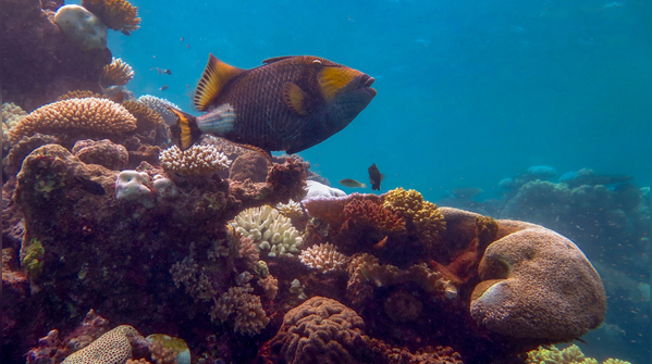 Corals are animals, not plants