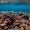 Almost every type of marine turtle lives here