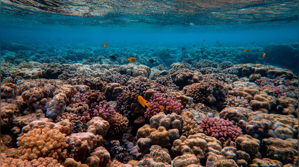 Almost every type of marine turtle lives here