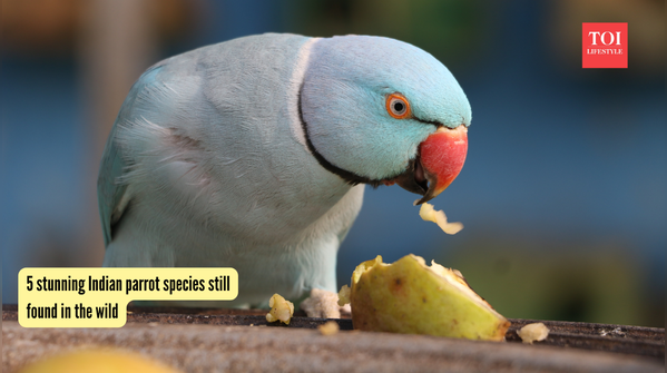 5 stunning Indian parrot species still found in the wild