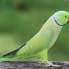 Rose-ringed parakeet