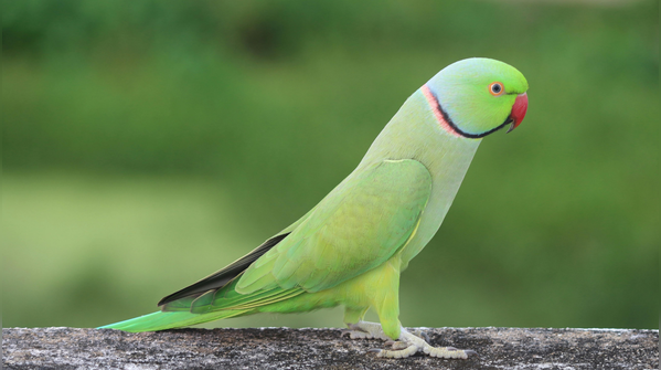 Rose-ringed parakeet