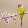 Blossom-headed parakeet