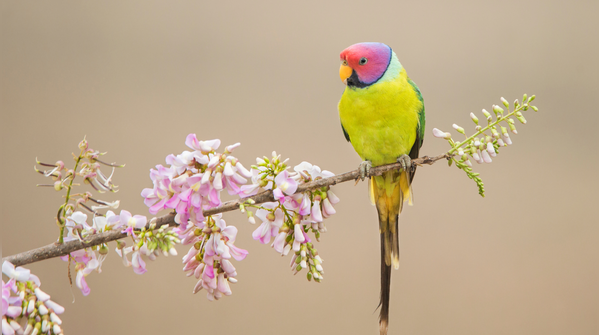 Blossom-headed parakeet