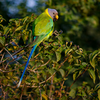 Plum-headed parakeet