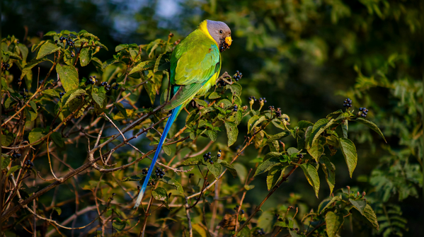 Plum-headed parakeet