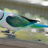 Malabar parakeet