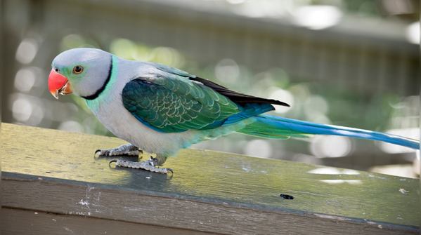 Malabar parakeet