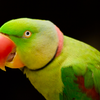 Alexandrine parakeet