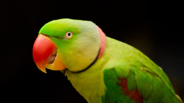 Alexandrine parakeet