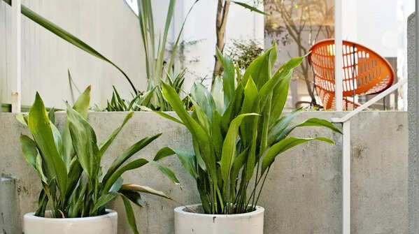 Cast iron plant – One of the toughest