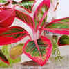 Chinese evergreen – Colourful plant for indoor decoration