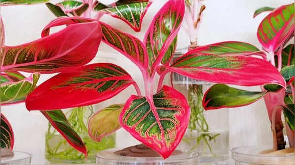 Chinese evergreen – Colourful plant for indoor decoration