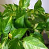 Article image for: Pothos – Tolerant to any lighting