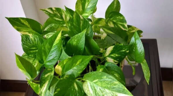 Pothos – Tolerant to any lighting