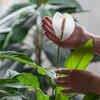 <i class="tbold">peace</i> lily – Attractive despite a lack of light