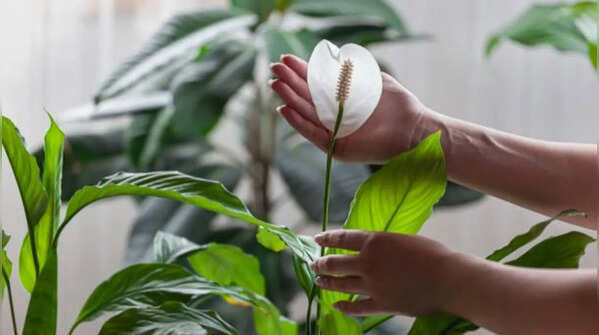 Peace lily – Attractive despite a lack of light