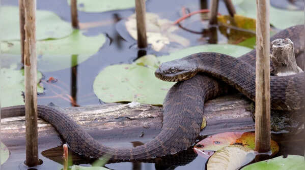 7 snakes that quietly live in water
