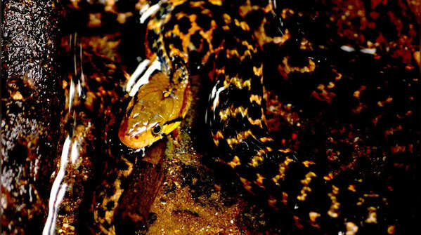 A familiar face in South Asian wetlands