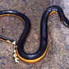 The ocean traveller among snakes