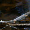 A master of camouflage in swampy waters