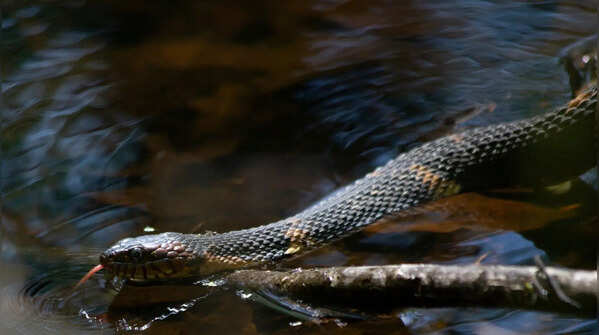 A master of camouflage in swampy waters